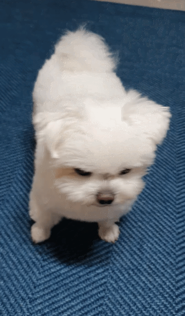 하이파이브랑 브이가 5년째 헷갈리는 강아지 | 인스티즈