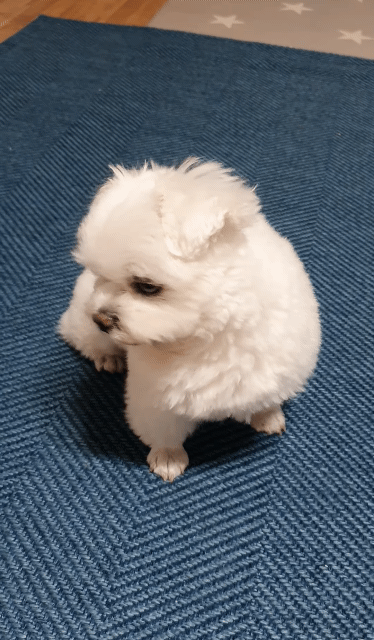 하이파이브랑 브이가 5년째 헷갈리는 강아지 | 인스티즈