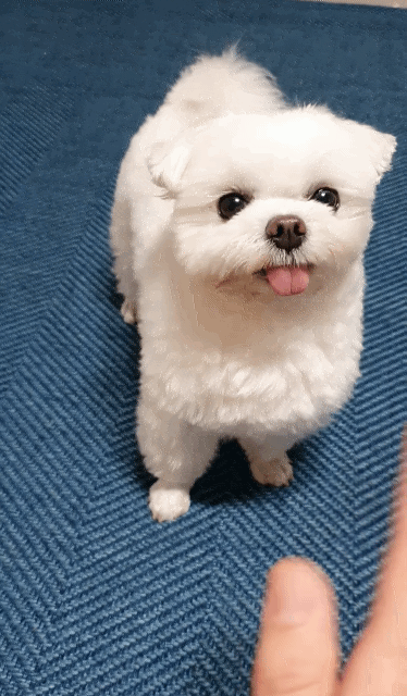 하이파이브랑 브이가 5년째 헷갈리는 강아지 | 인스티즈