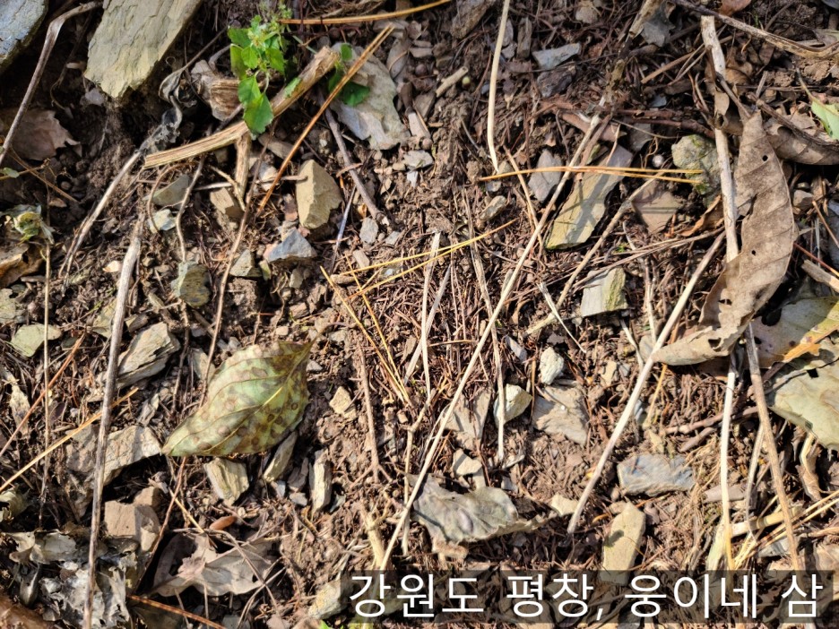 웅이네 이미지