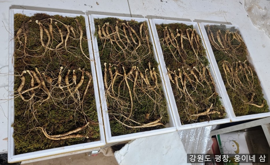 웅이네 이미지