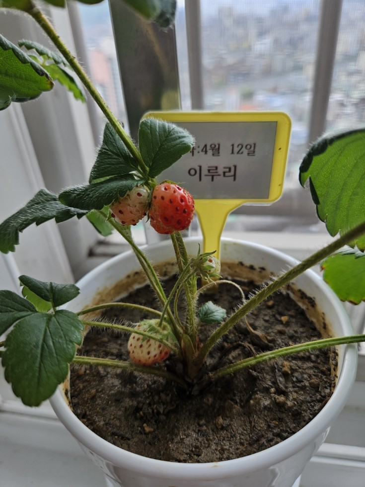 루리네 이미지