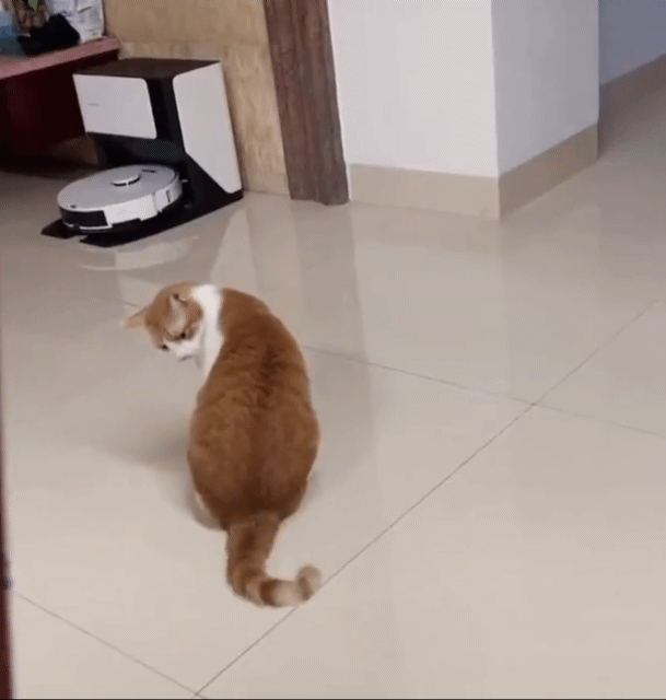 이해하기 쉬운 동물.gif | 인스티즈