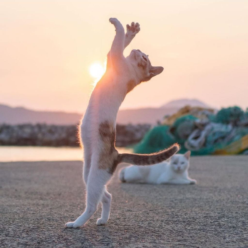 무림고수가 죽으면 고양이로 환생한다는 이야기가 있다 | 인스티즈