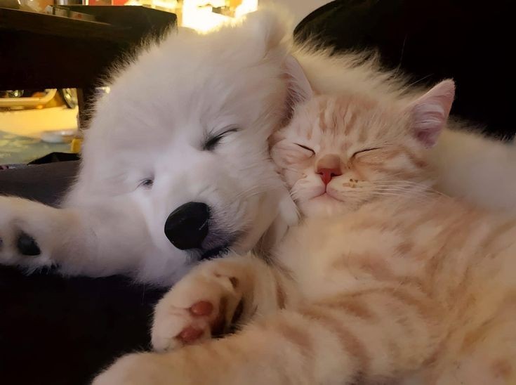 댕댕이와 고양이.jpg | 인스티즈