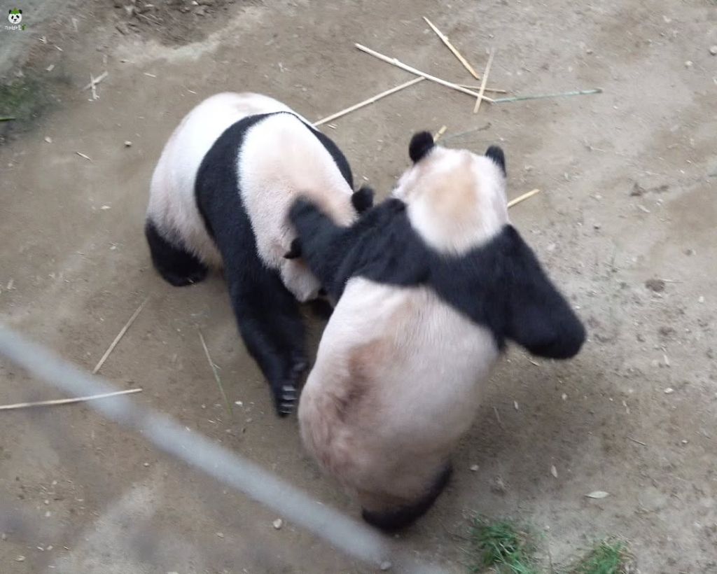 오늘자 엄마 들이받고 도망가는 후쪽이 후이바오🐼🩷❤️ | 인스티즈