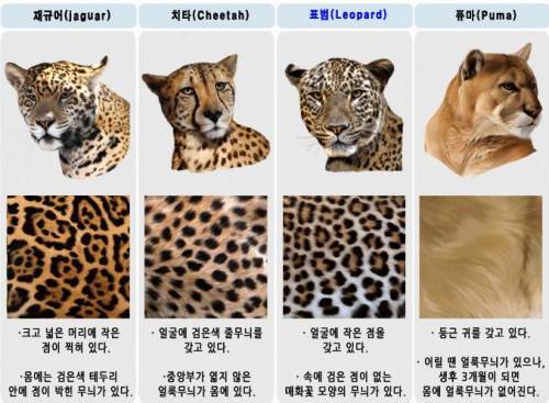 표범 이미지