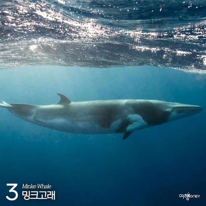 우영우도 사랑한 고래들을 볼 수 있는 곳.jpg | 인스티즈
