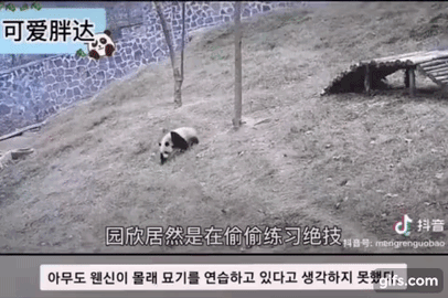 훤칠한 키, 짧은 다리, 귀여운 뱃살을 가진 우리 러부지 러바오.gif | 인스티즈