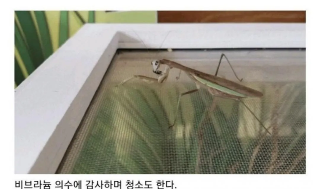 비브라늄 사마귀 최신근황 | 인스티즈