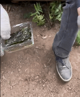 곰도 반한 한국 김.gif | 인스티즈