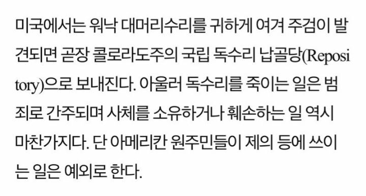 논병아리에게 공격당해서 죽은 독수리 | 인스티즈