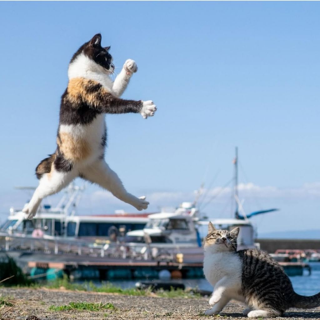 무림고수가 죽으면 고양이로 환생한다는 이야기가 있다 | 인스티즈