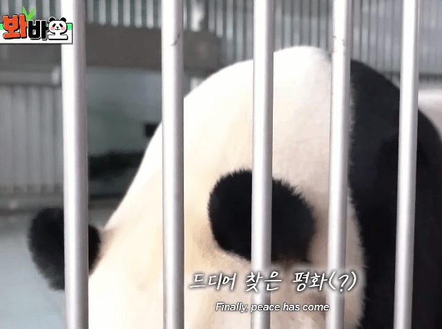 훤칠한 키, 짧은 다리, 귀여운 뱃살을 가진 우리 러부지 러바오.gif | 인스티즈