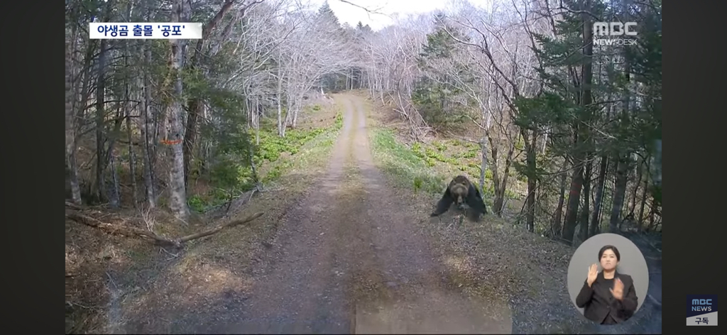 일본열도는 곰비상 | 인스티즈