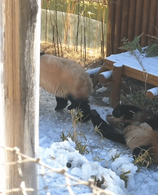 루이바오🐼: 둉탱아 이제 그만 먹고 들어가자!!! 들어가자고!!💜🩷 | 인스티즈