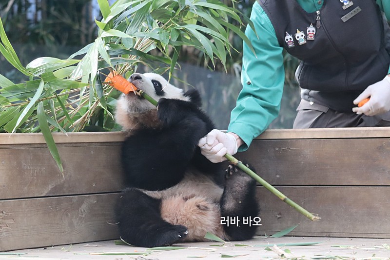 오늘자 대나무 우산🌂 선물받은 루이후이바오🐼.jpgif | 인스티즈