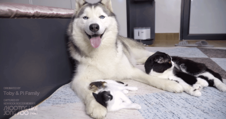 고양이 육아스킬 만렙인 시베리안 허스키.gif | 인스티즈