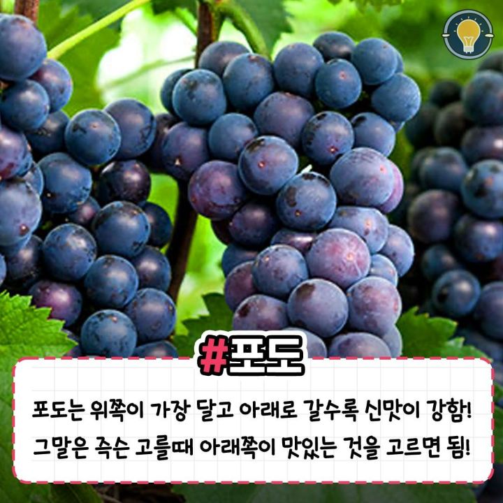 실패 없이 맛있는 과일 고르는 꿀팁.jpg | 인스티즈