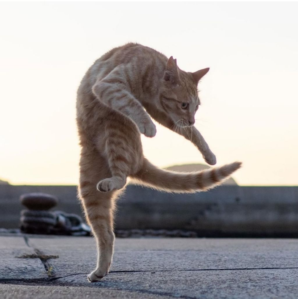 무림고수가 죽으면 고양이로 환생한다는 이야기가 있다 | 인스티즈