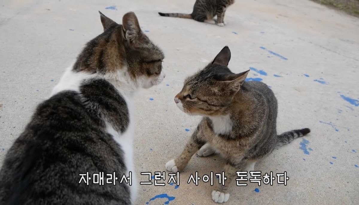 haha ha 고양이로 보는 등치가 좋아야 하는 이유 | 인스티즈