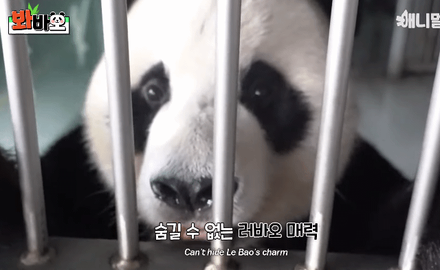 훤칠한 키, 짧은 다리, 귀여운 뱃살을 가진 우리 러부지 러바오.gif | 인스티즈