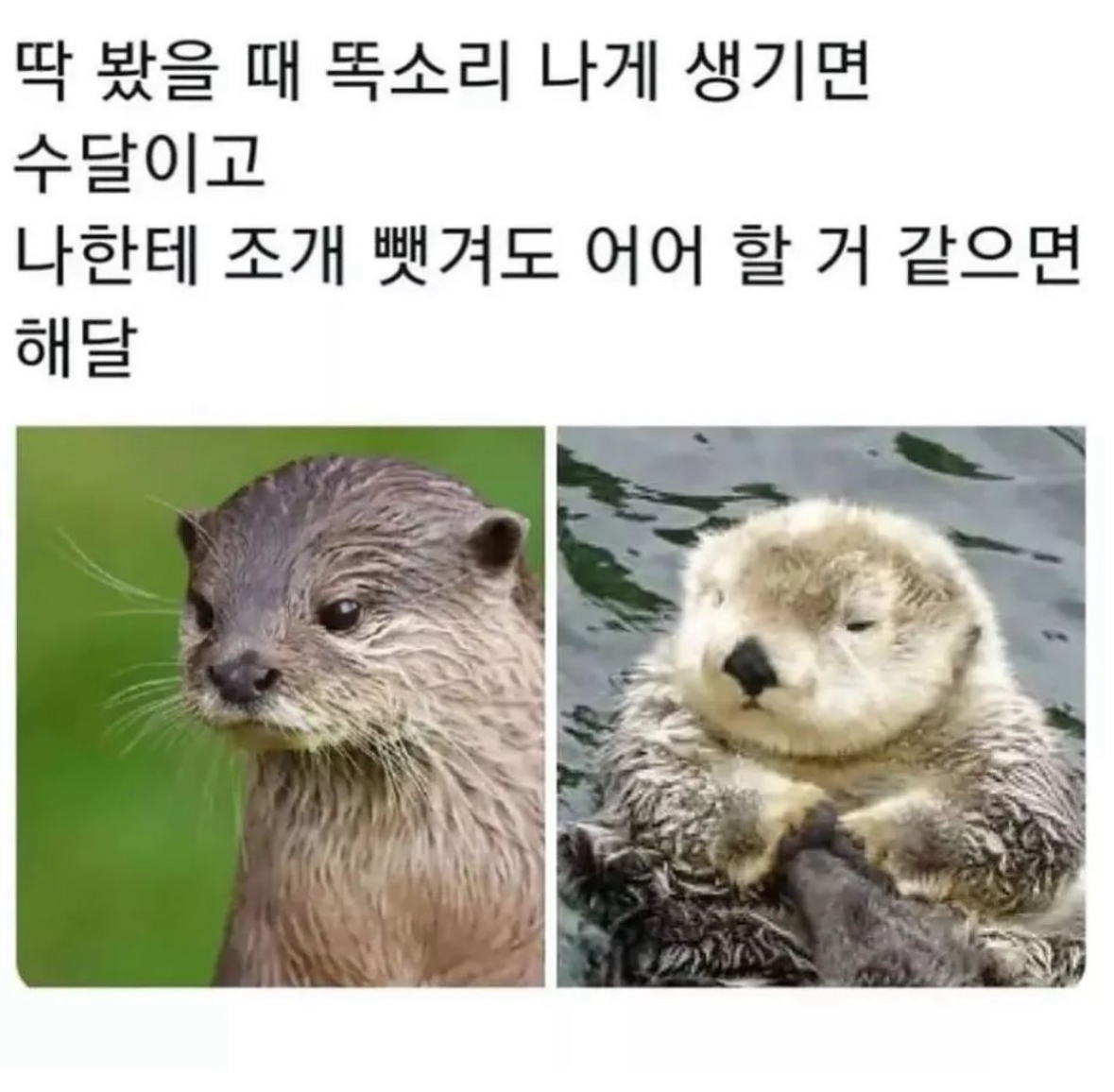 해달 이미지