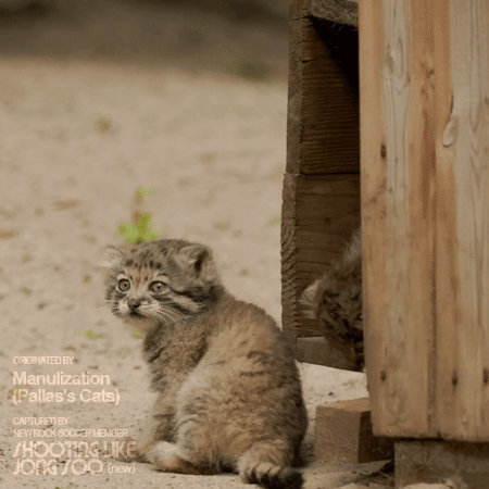 외출통제 당하는 냥이.gif | 인스티즈