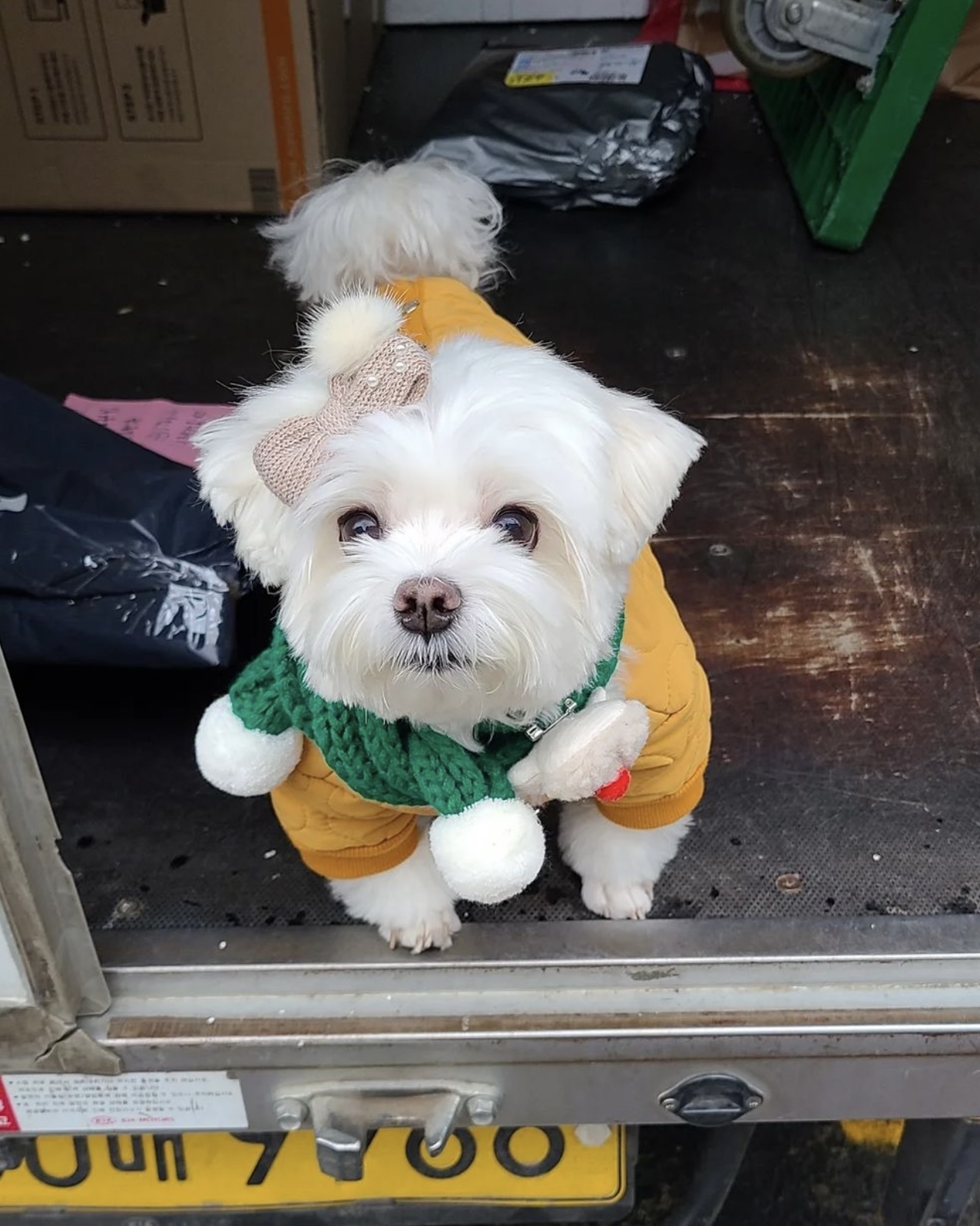 택배견 경태 인스타.jpg | 인스티즈