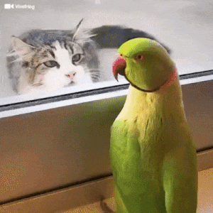 고양이 놀리는 앵무새 | 인스티즈