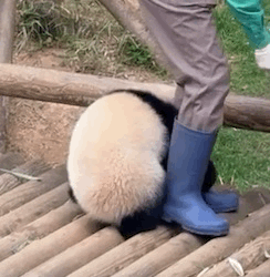 오늘자 대나무 우산🌂 선물받은 루이후이바오🐼.jpgif | 인스티즈