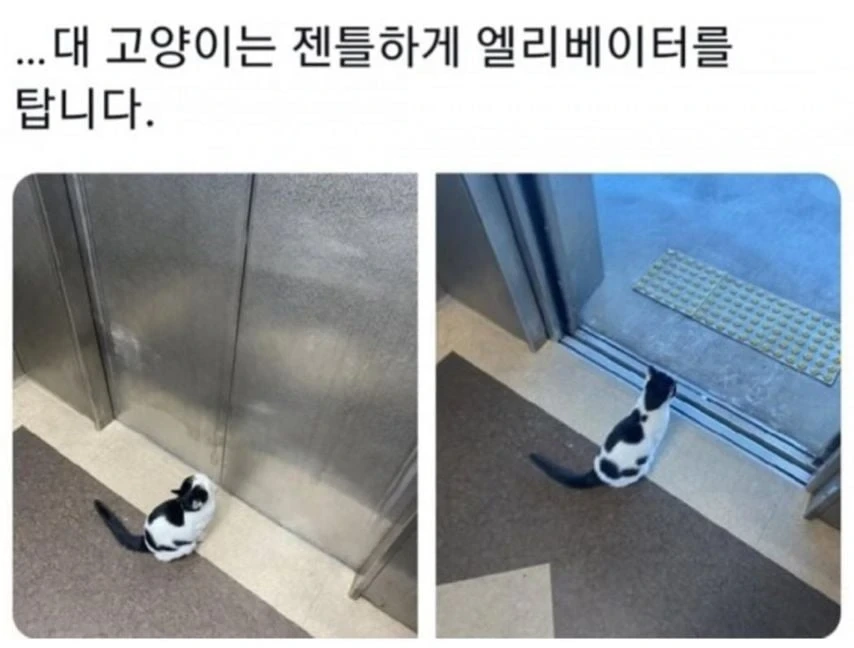 대학교 고양이 자랑 대회 | 인스티즈