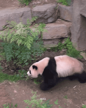 아이바오🐼의 신도림역 간접체험ㅋㅋㅋ(feat.그 판다) | 인스티즈