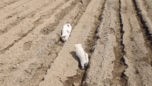 고양이한테 냥냥펀치 맞고 도망가는 시고르자브종.gif | 인스티즈