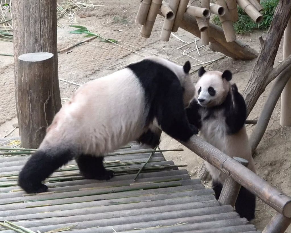 오늘자 엄마 들이받고 도망가는 후쪽이 후이바오🐼🩷❤️ | 인스티즈