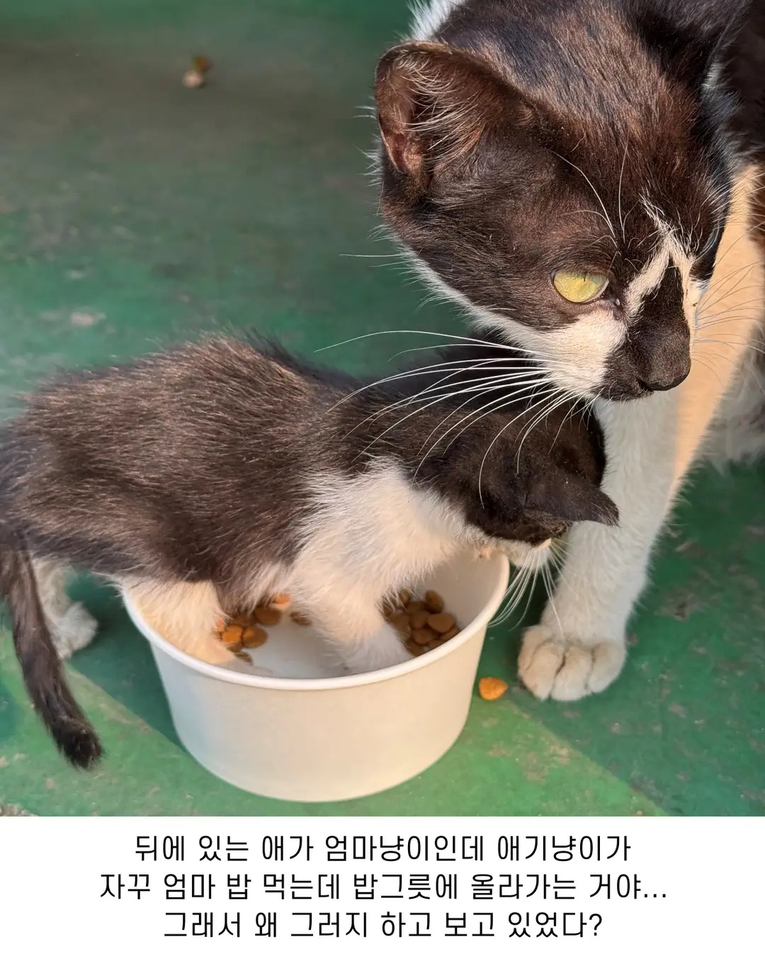 엄마가 밥 먹는데 방해하는 아기 | 인스티즈