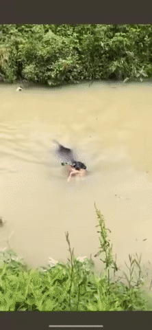 물속에 빠진 사슴을 구하는 댕댕이.gif | 인스티즈