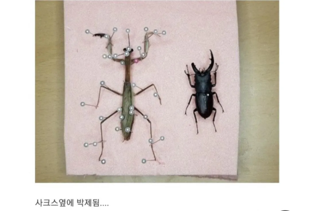 비브라늄 사마귀 최신근황 | 인스티즈