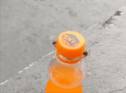 환타 뚜껑따는 꿀벌.gif | 인스티즈