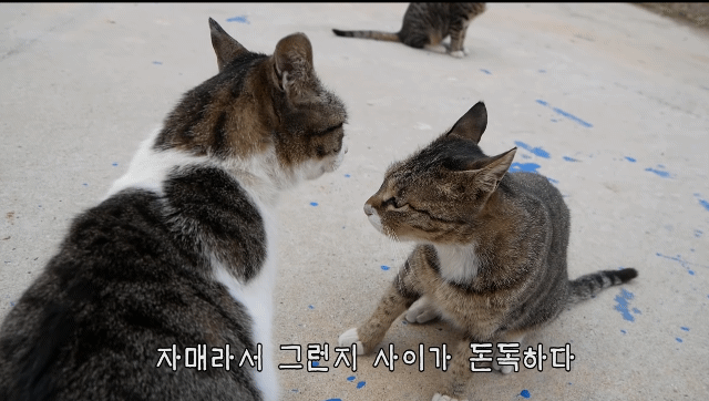 haha ha 고양이로 보는 등치가 좋아야 하는 이유 | 인스티즈