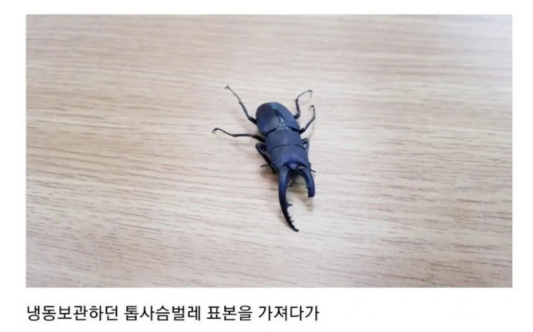 비브라늄 사마귀 최신근황 | 인스티즈