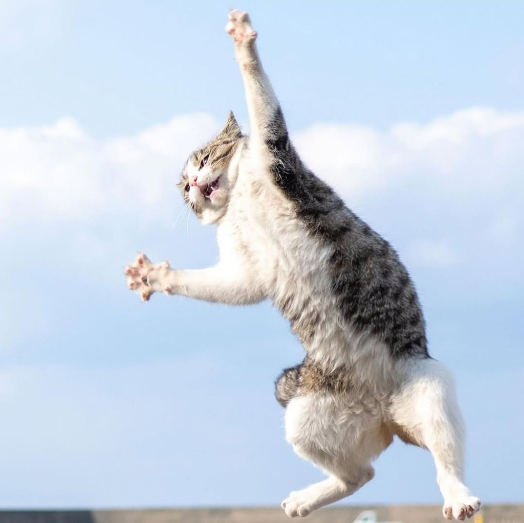 무림고수가 죽으면 고양이로 환생한다는 이야기가 있다 | 인스티즈