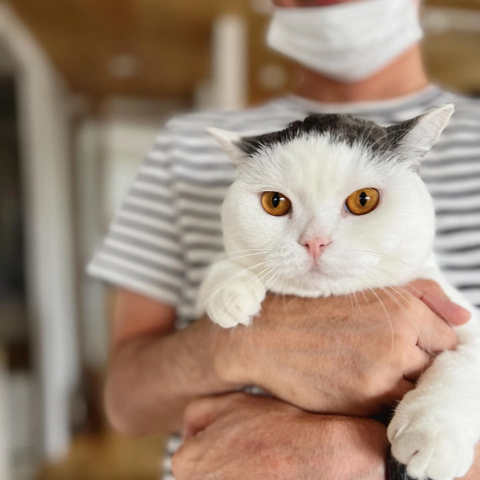 뭐랄까... 강호동....같은 헤어스타일을 가진 고양이.jpg | 인스티즈