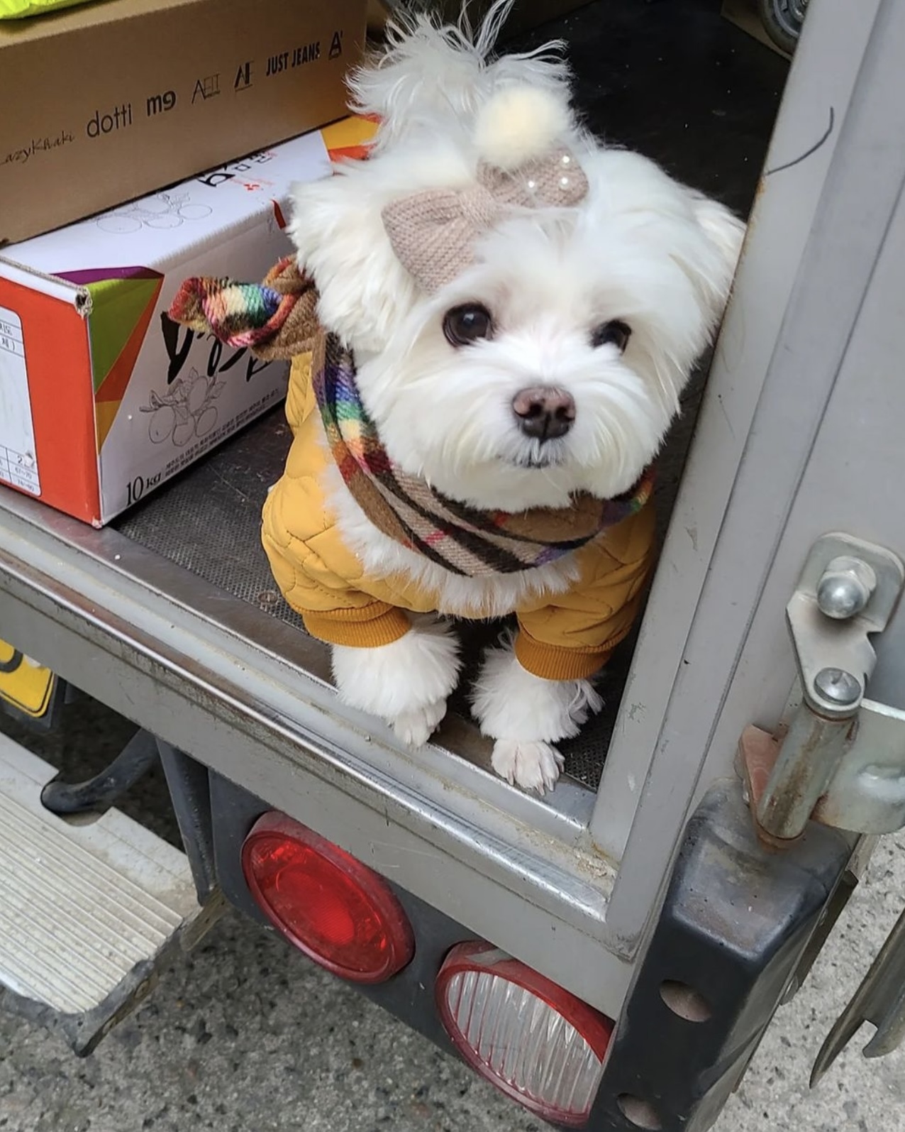 택배견 경태 인스타.jpg | 인스티즈