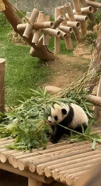 오늘자 대나무 우산🌂 선물받은 루이후이바오🐼.jpgif | 인스티즈