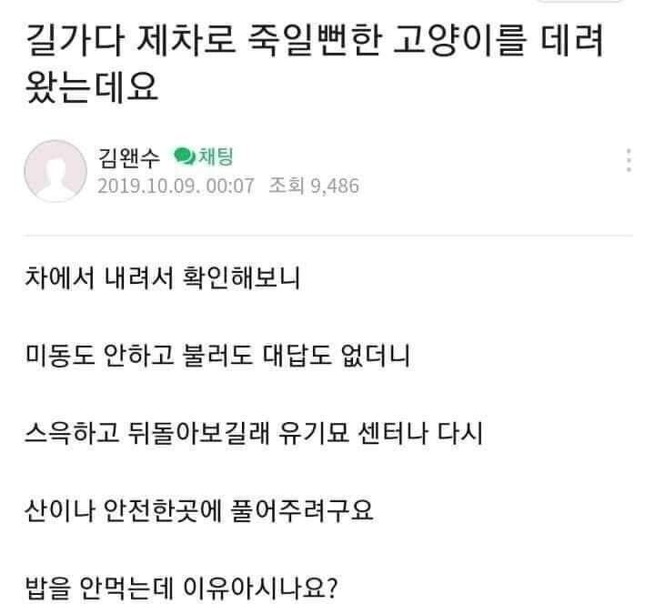 차에 치일뻔한 고양이를 데려왔는데, 애가 밥을 안 먹네요 | 인스티즈