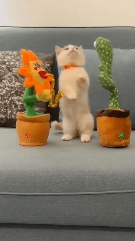 아기 고양이 | 인스티즈