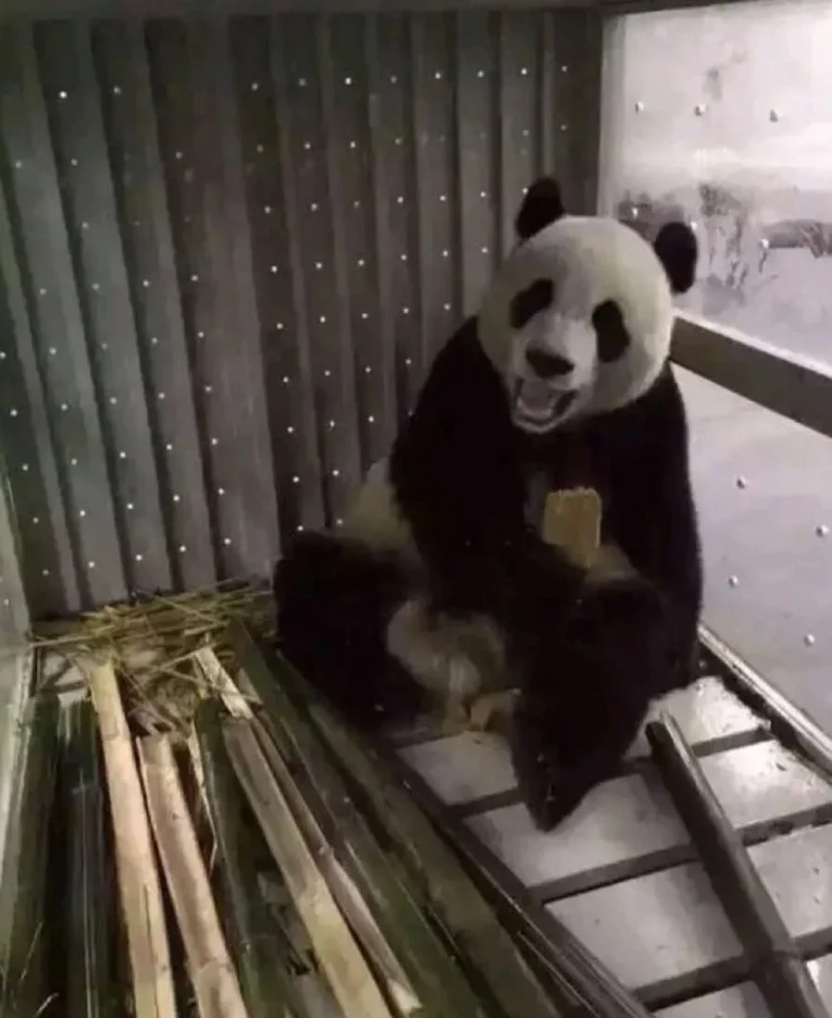 훤칠한 키, 짧은 다리, 귀여운 뱃살을 가진 우리 러부지 러바오.gif | 인스티즈