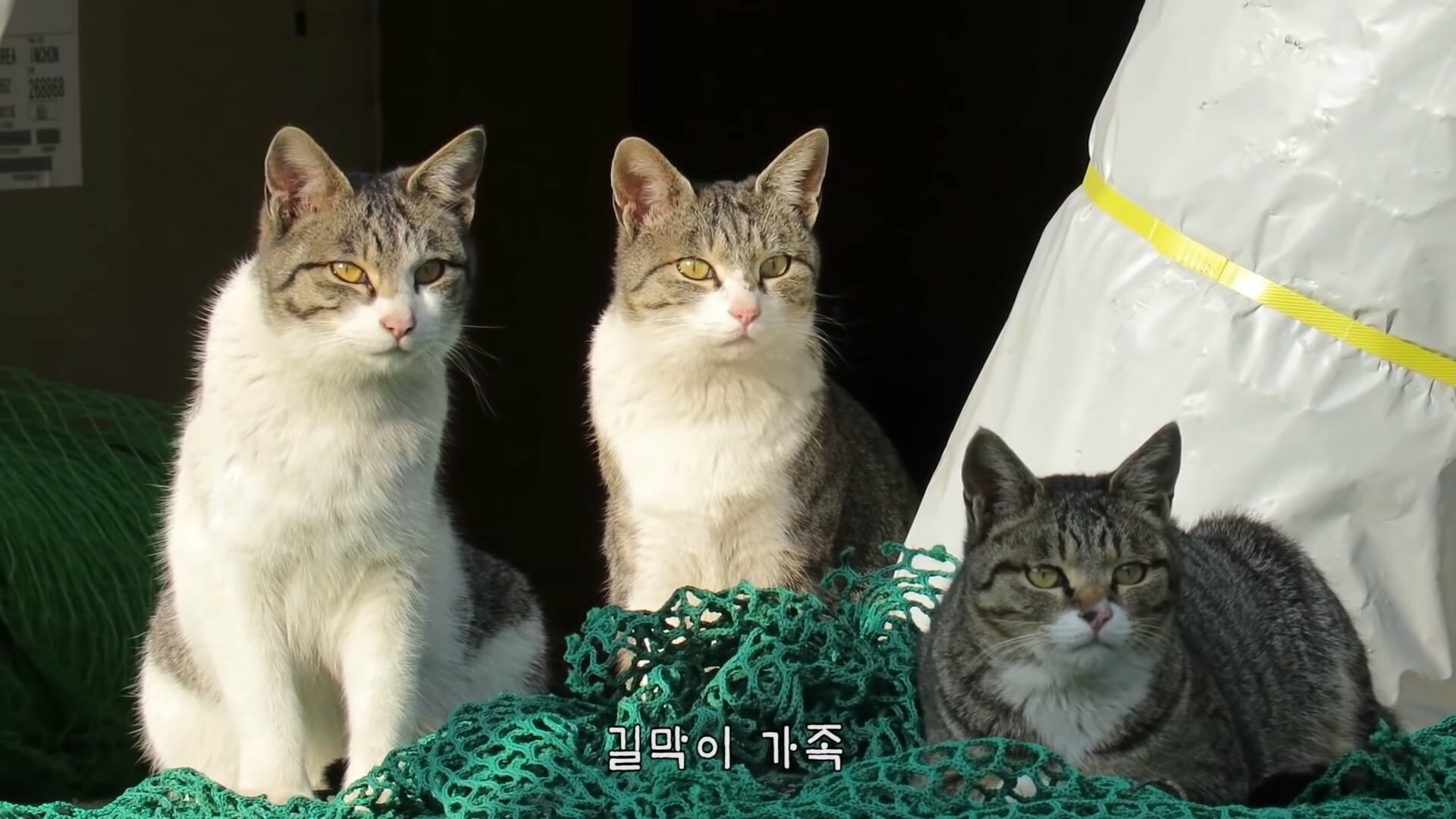 haha ha 고양이로 보는 등치가 좋아야 하는 이유 | 인스티즈