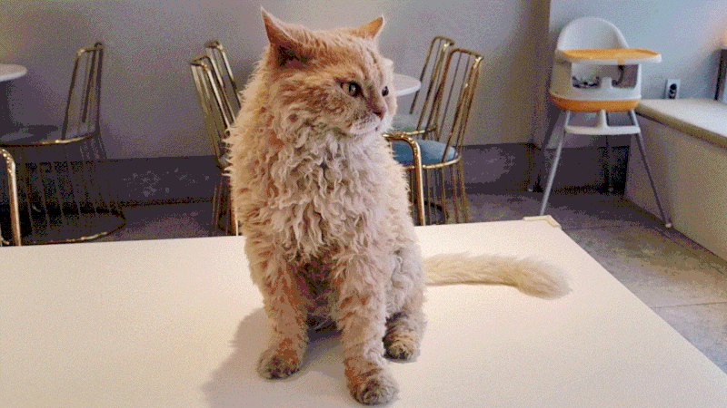 귀염뽀짝 신기한 곱슬고양이 | 인스티즈